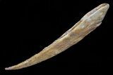 Large, Hybodus Shark Dorsal Spine - Cretaceous #73131-1